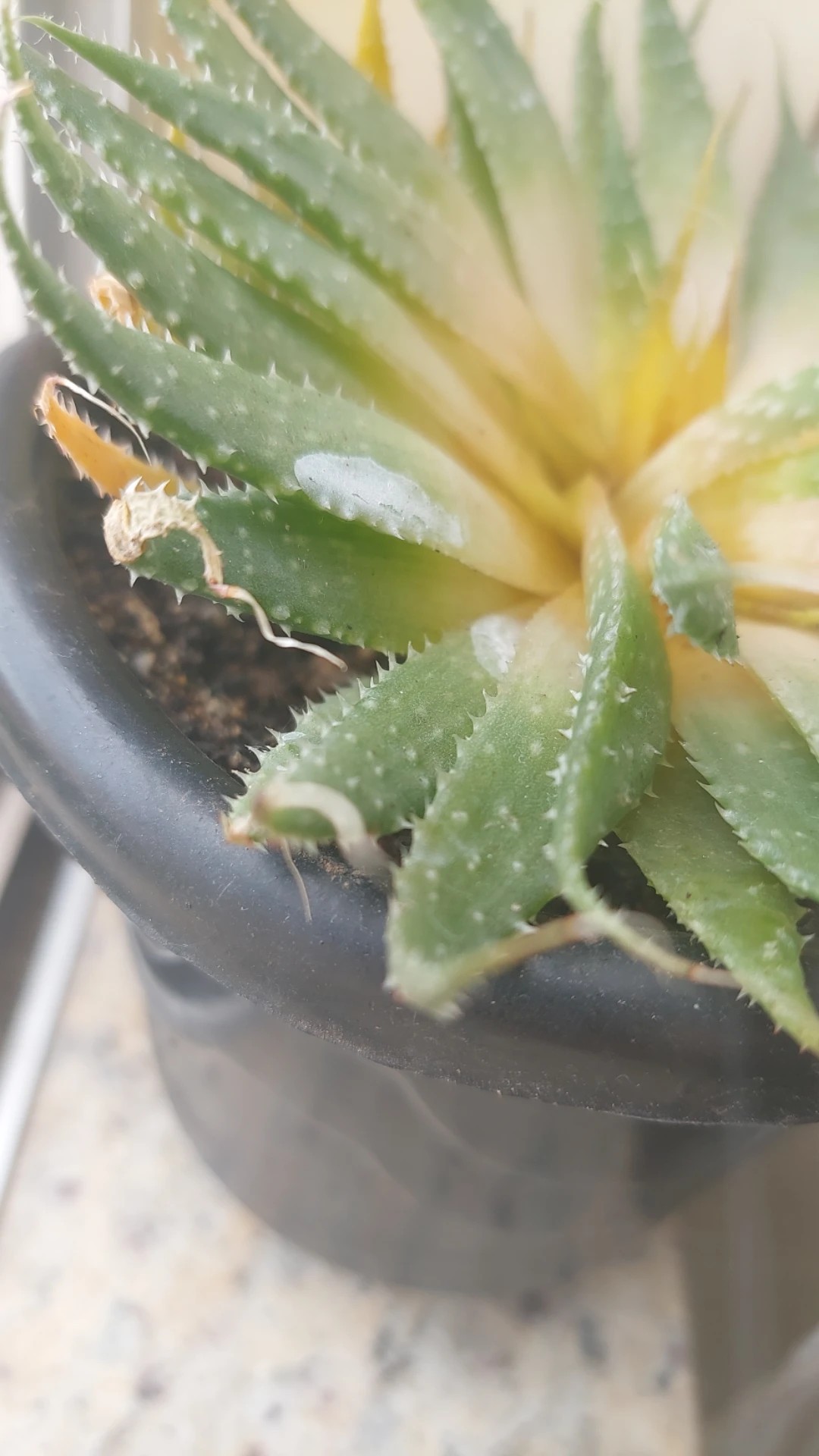 aloe vera dosierung Purgrün Aloe-Vera-Dünger 1 Liter main image 1