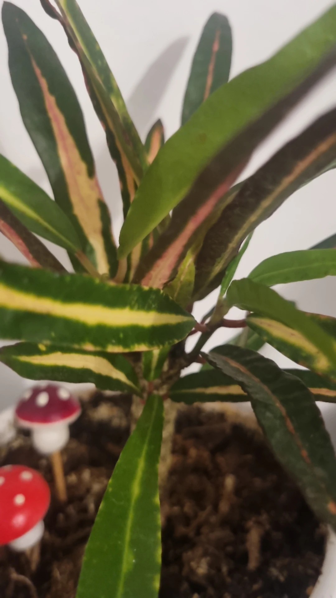 How to Treat Brown blotch Disease on Garden croton?