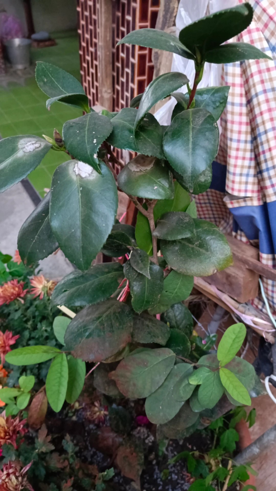 dracaena lemon Dracaena 'Lemon-Lime' Cane  Bloom Garden Shop