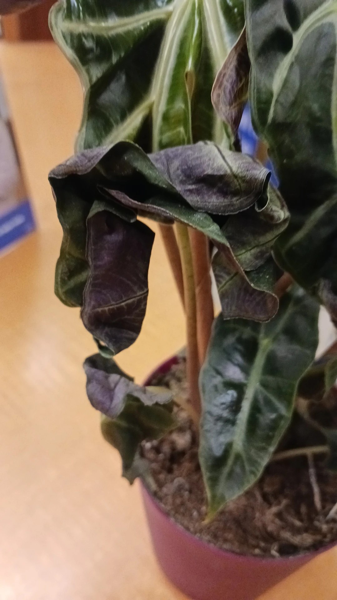 How to Treat Leaf yellowing Disease on Elephant Ear?