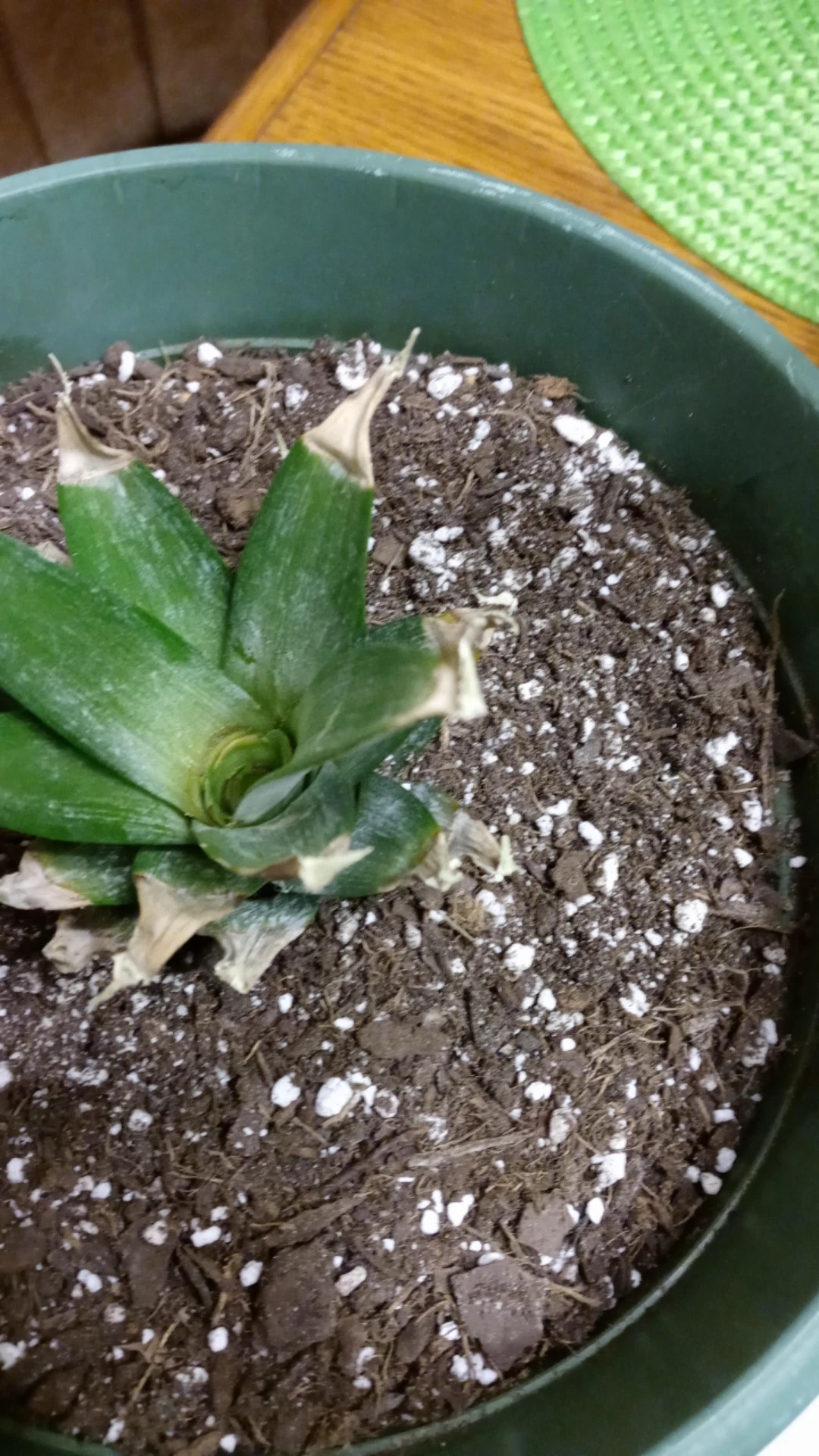 succulent in bulk Bulk 3Pcs Cute Artificial Potted Succulent Plants in Vase Mini Succule —  Artificialmerch main image 0
