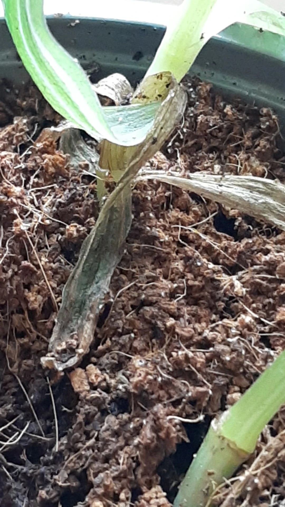 Wie behandelt man die Krankheit Weier Fleck bei Dendrobium-Orchidee?