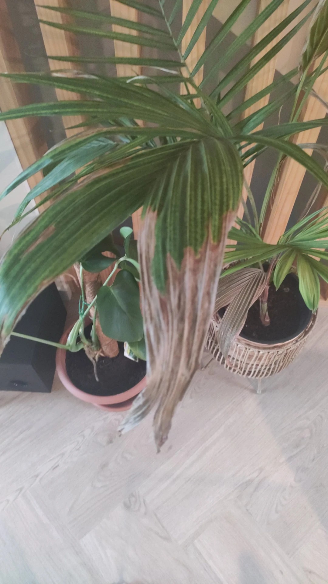 Wie behandelt man die Krankheit Dunkle Flecken bei Kentiapalme?