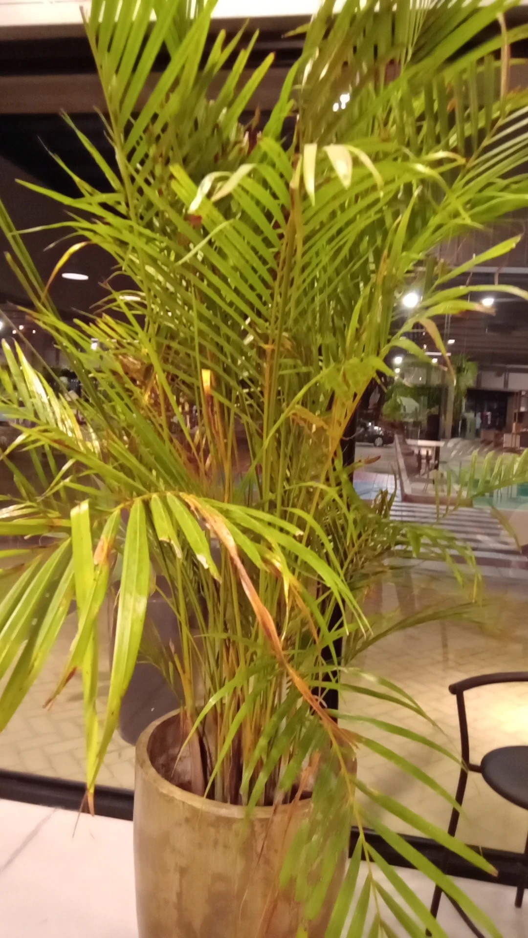 Wie behandelt man die Krankheit Blattbrune bei Goldfruchtpalme?