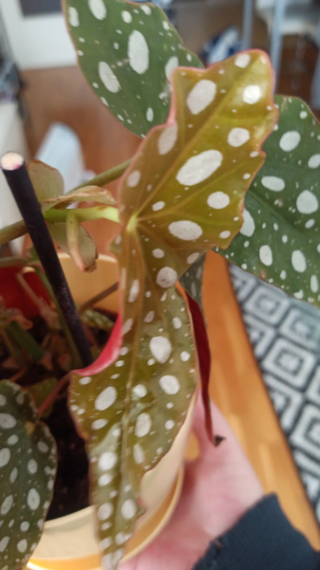 How to Treat Leaf rot Disease on Polka dot begonia?