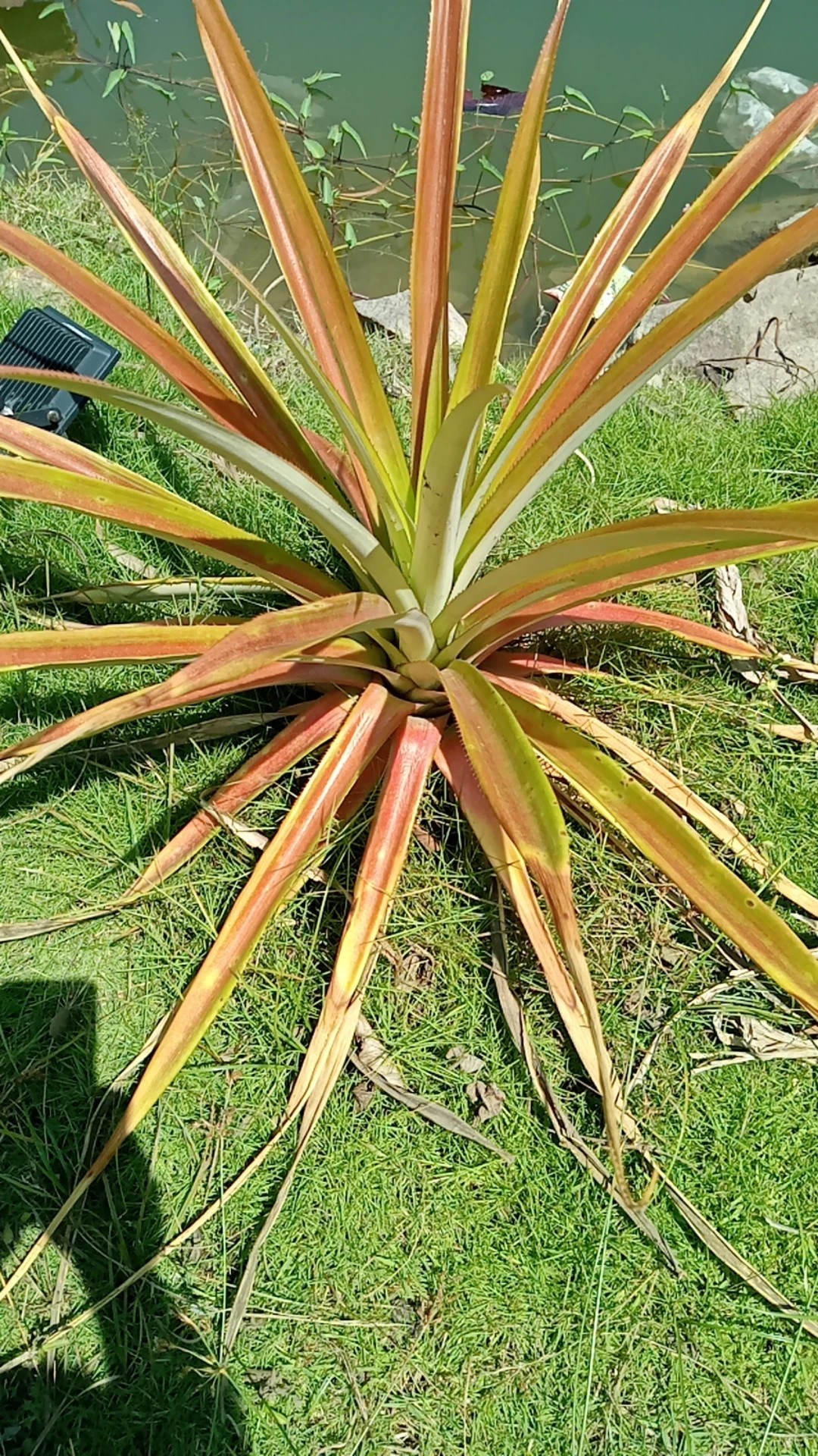 How to Treat Brown blotch Disease on Pineapple?