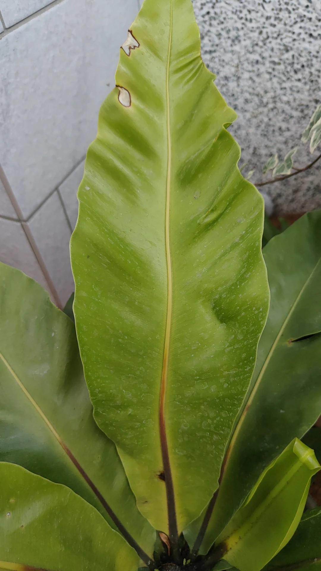 bird of paradise plant indoor care White Bird of Paradise main image 1