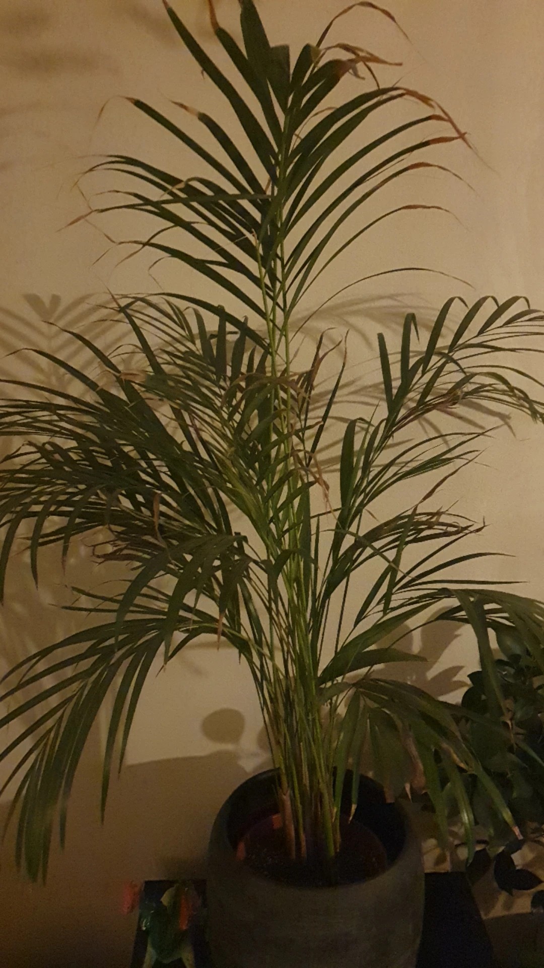 plant stands indoor tall Iron X-Tall Plant Stand main image 1