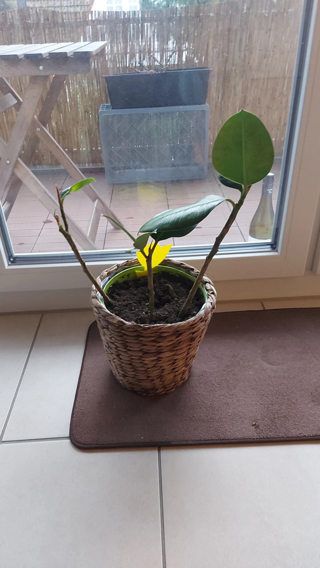 Wie behandelt man die Krankheit Braune Flecken bei Gummibaum?