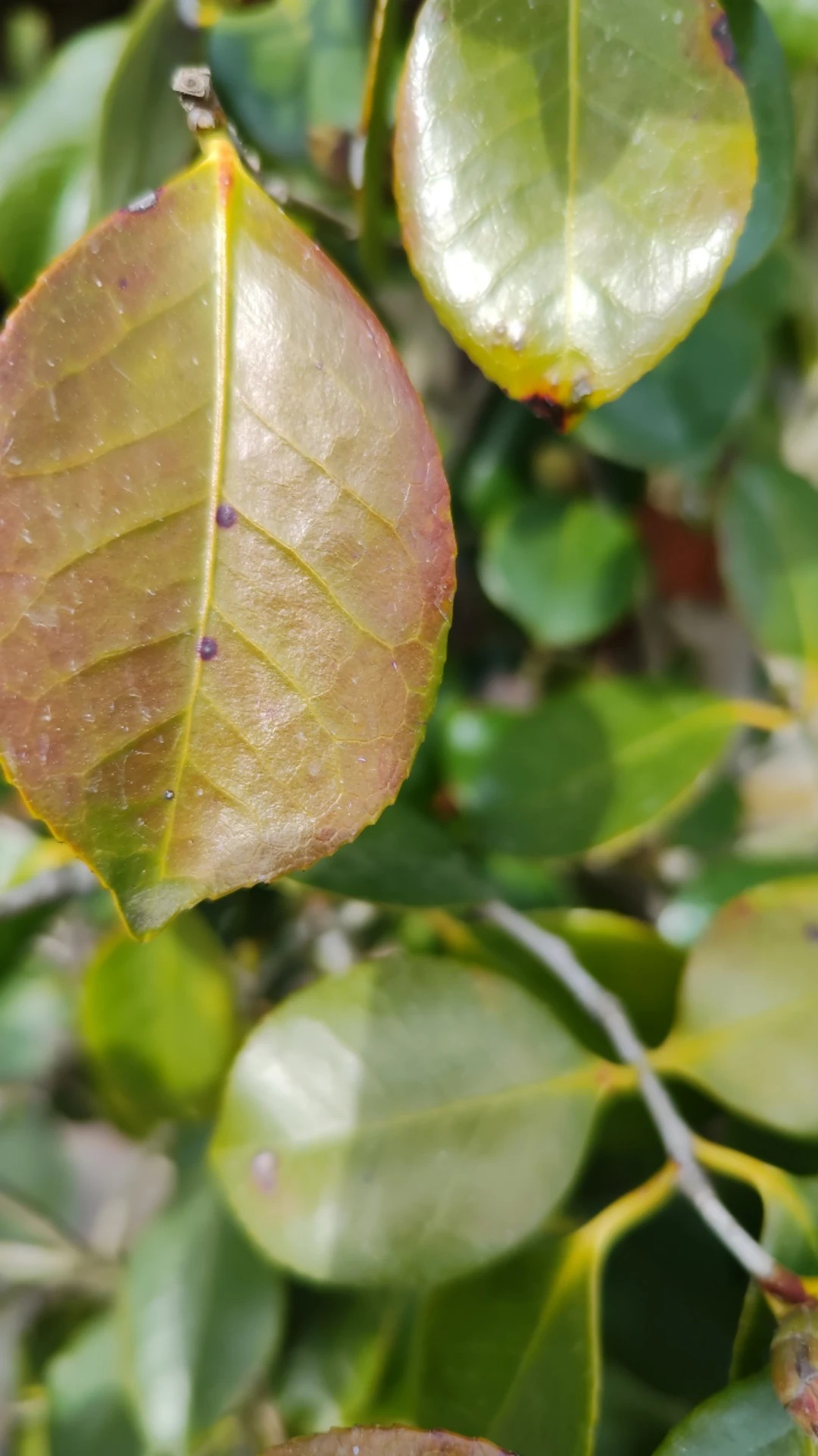 eibe sulenform Taxus baccata 'Fastigiata' (Suleneibe) hier gnstig kaufen   Mitteldeutsche-Baumschulen