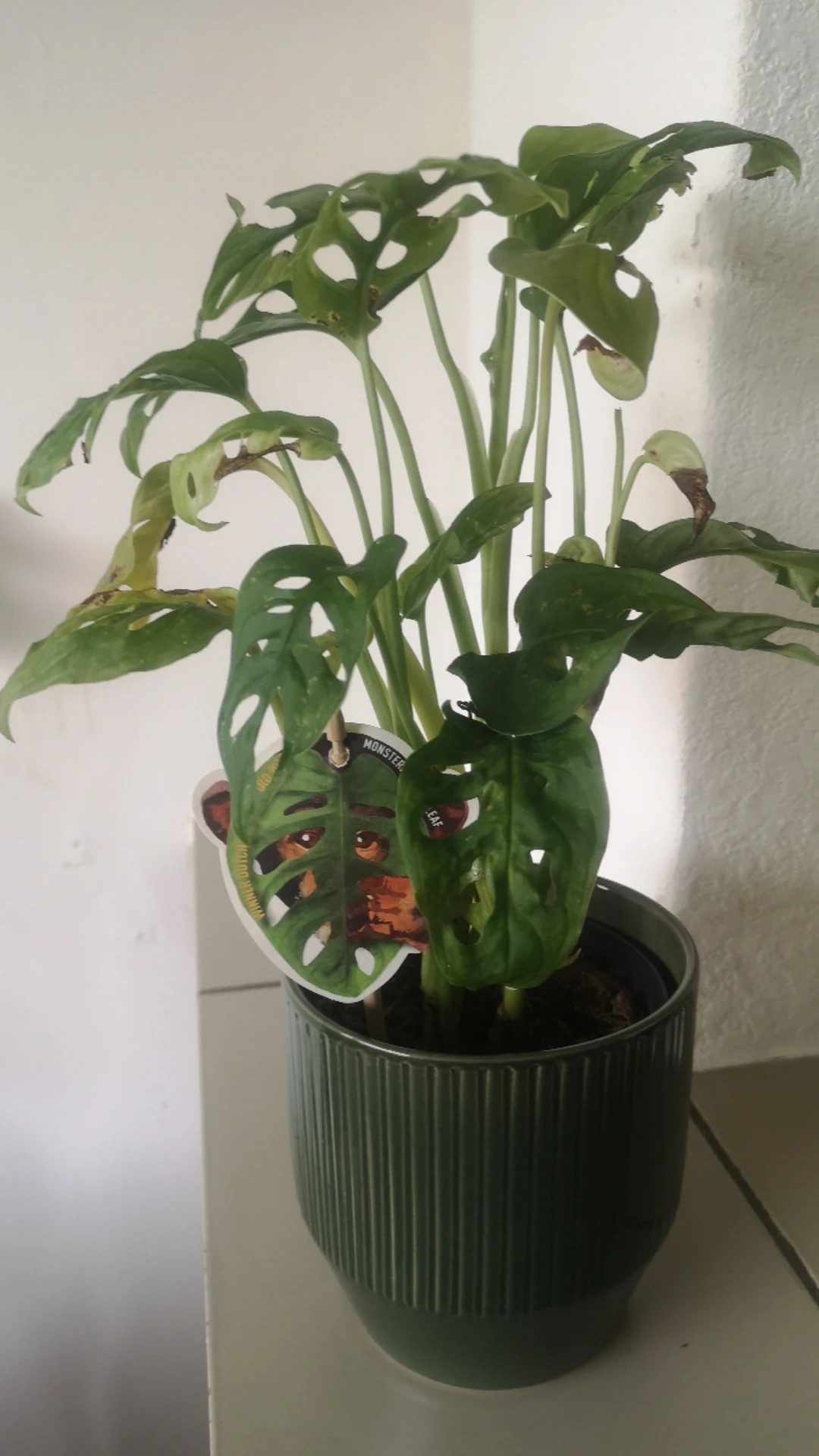philodendron monstera split leaf Monstera 'Split-Leaf' 4
