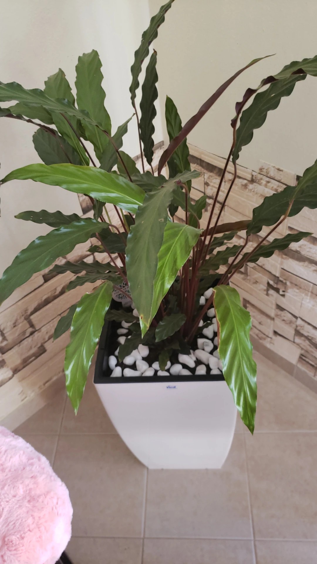 drachenbaum trauermücken Tipps zur Pflege deiner Pflanze : Dracaena Marginata – PflanzenFuerAlle main image 0