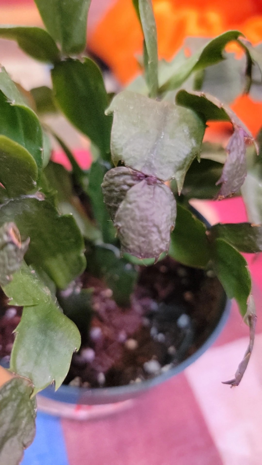 Comment traiter la maladie Fltrissement pour Cactus de nol ?