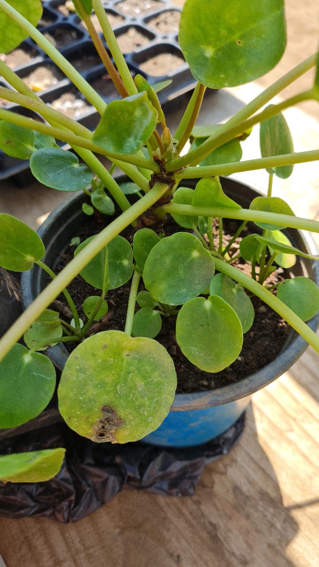monstera albo variegata half moon Monstera Halfmoon Albo Variegated Fenestrated