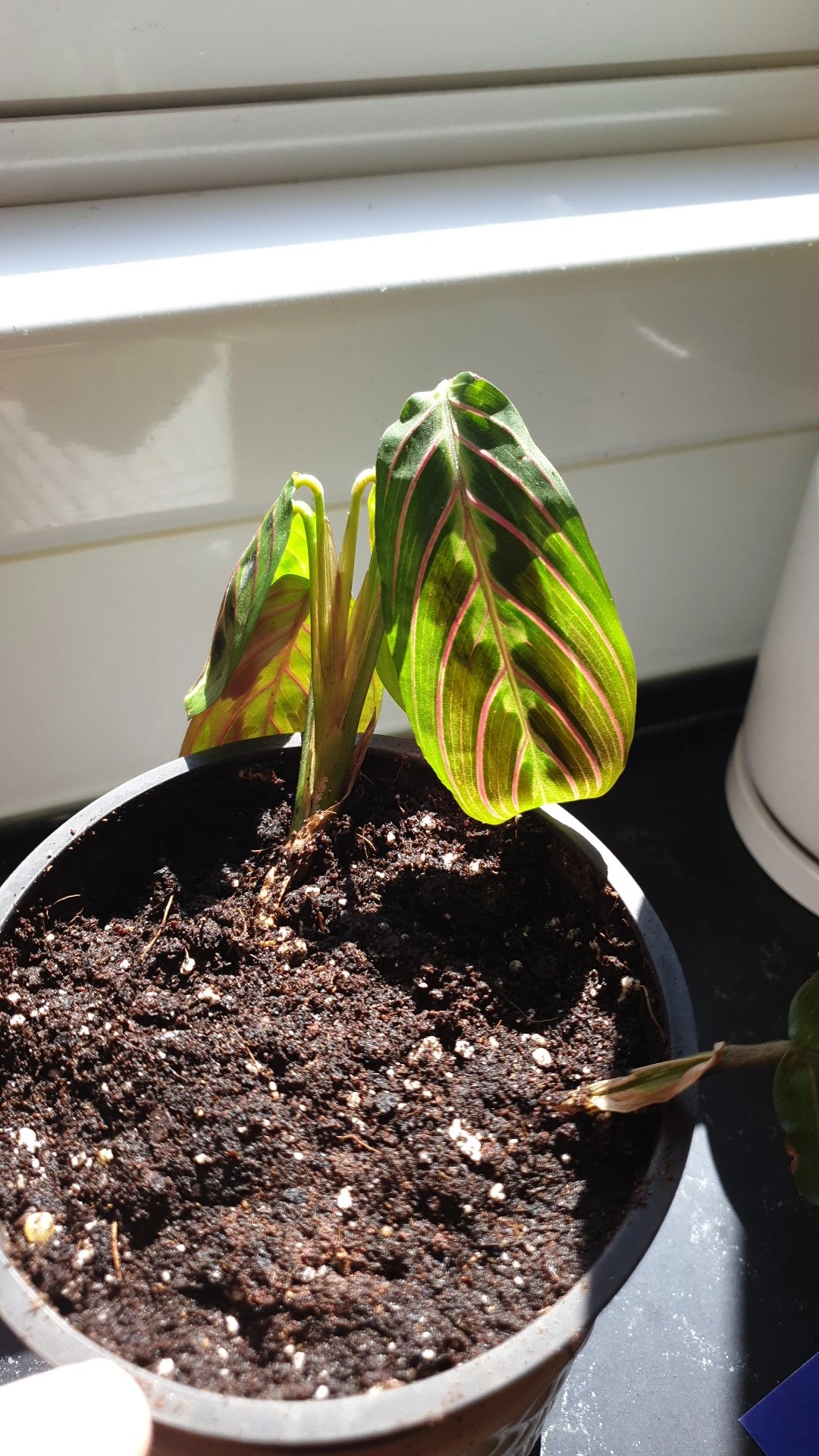 How to Treat Brown blotch Disease on Prayer plant?