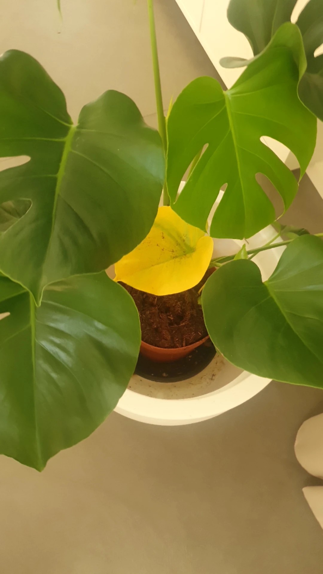 How to Treat Thrips Disease on Swiss cheese plant?