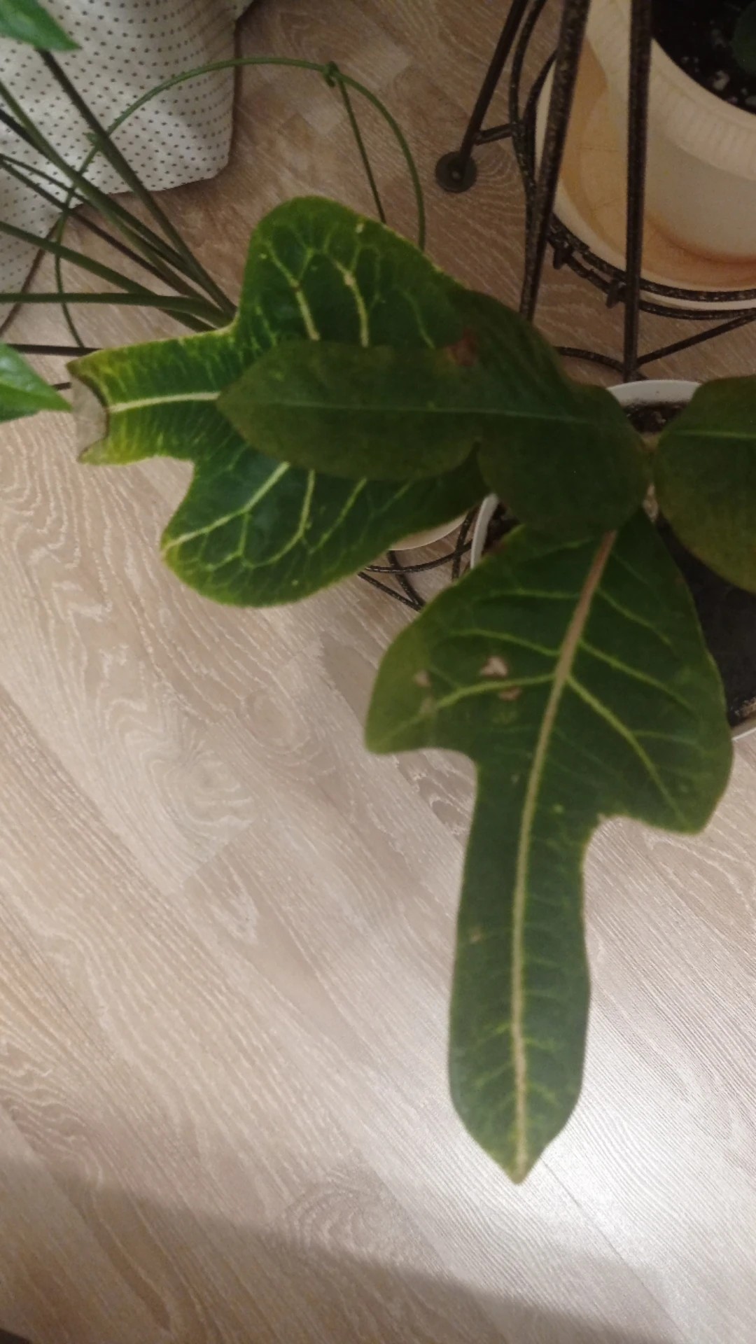 How to Treat Brown blotch Disease on Garden croton?