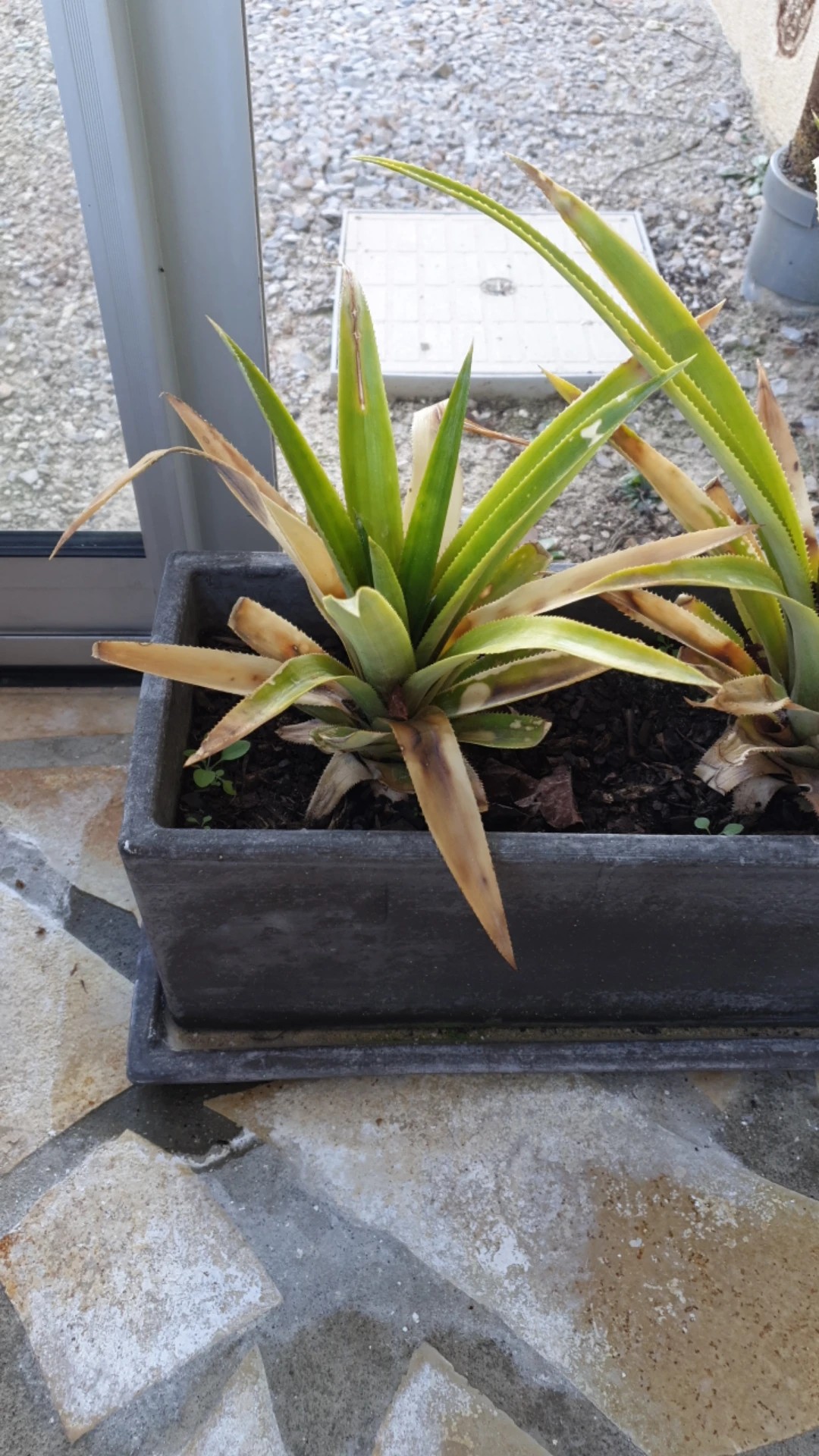 succulent planter bowl Tangletown Designed Succulent Bowl main image 1