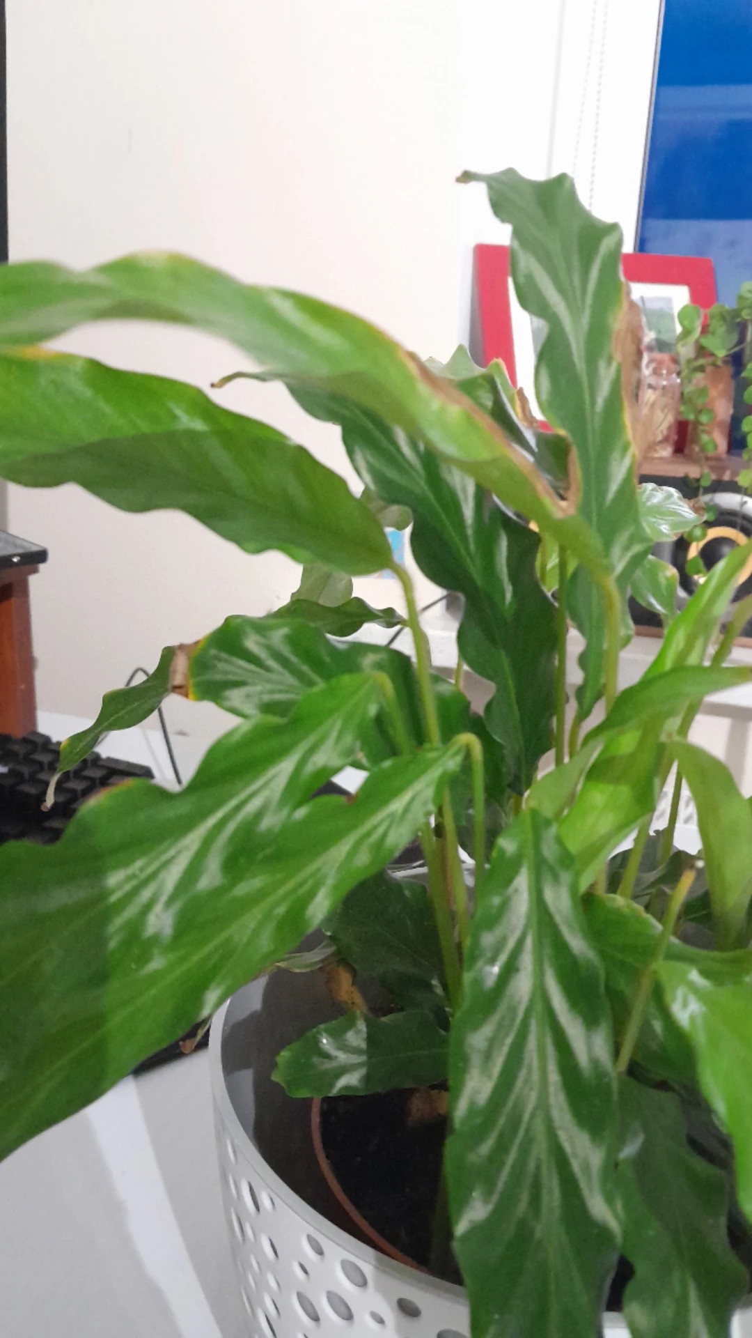 How to Grow and Care for Furry Feather Calathea