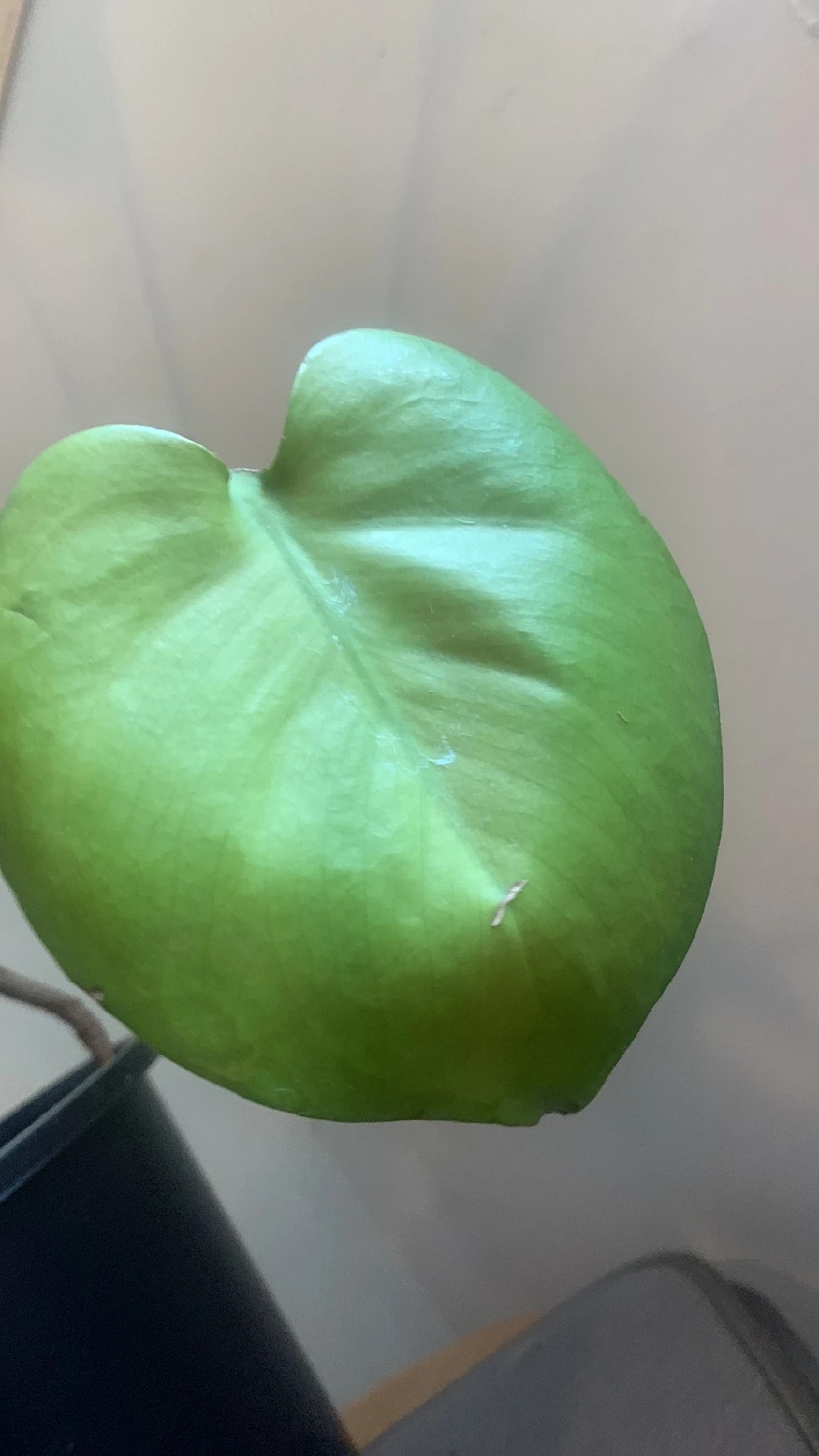 Comment Traiter La Maladie Thrips Pour Monstera comment-traiter-la-maladie-thrips-pour-monstera