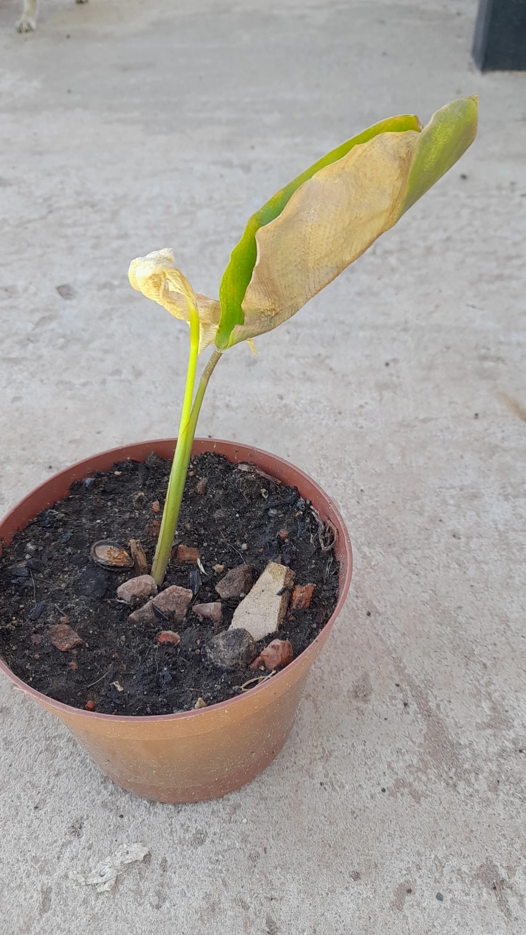 How to Treat Leaf rot Disease on Calla lily?