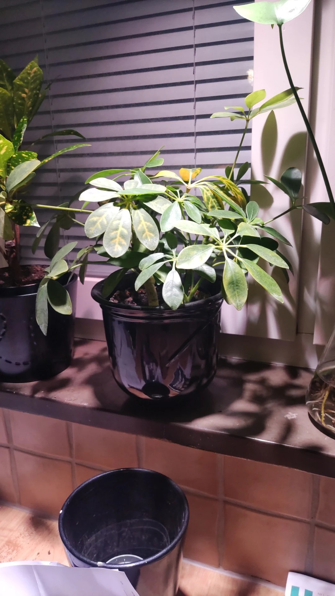 How to Treat Leaf veins yellowing Disease on Dwarf umbrella tree?