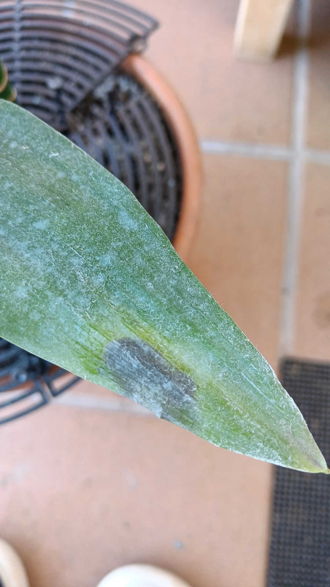 Botrytis cinerea : Lutte Biologique Contre la Pourriture du Fruit de