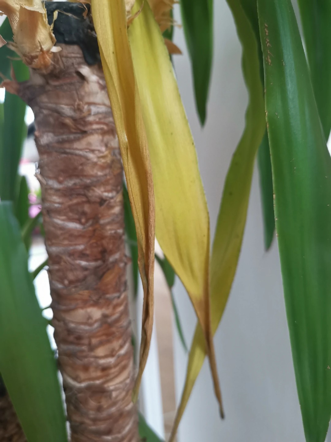 fensterblatt welche erde Monstera Erde main image 0