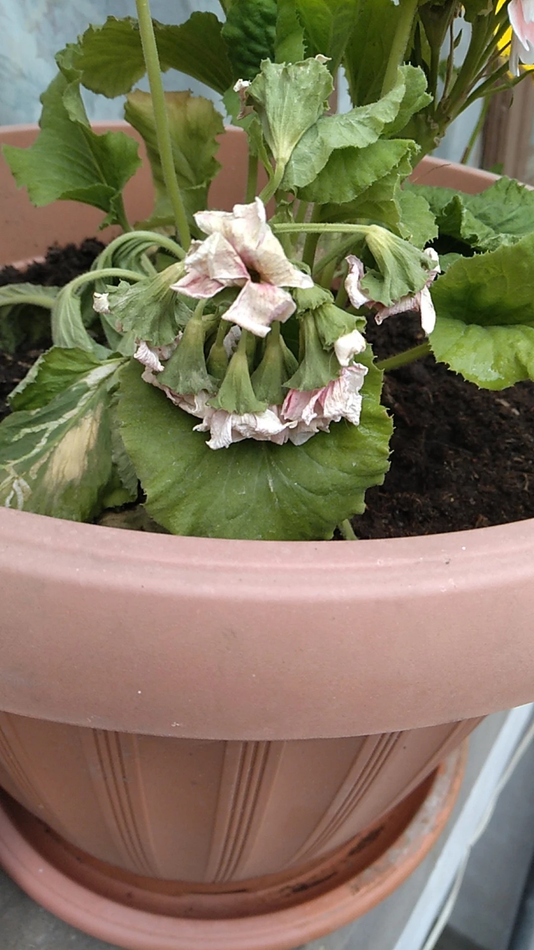 How to Treat flower wilting Disease on Common primrose?