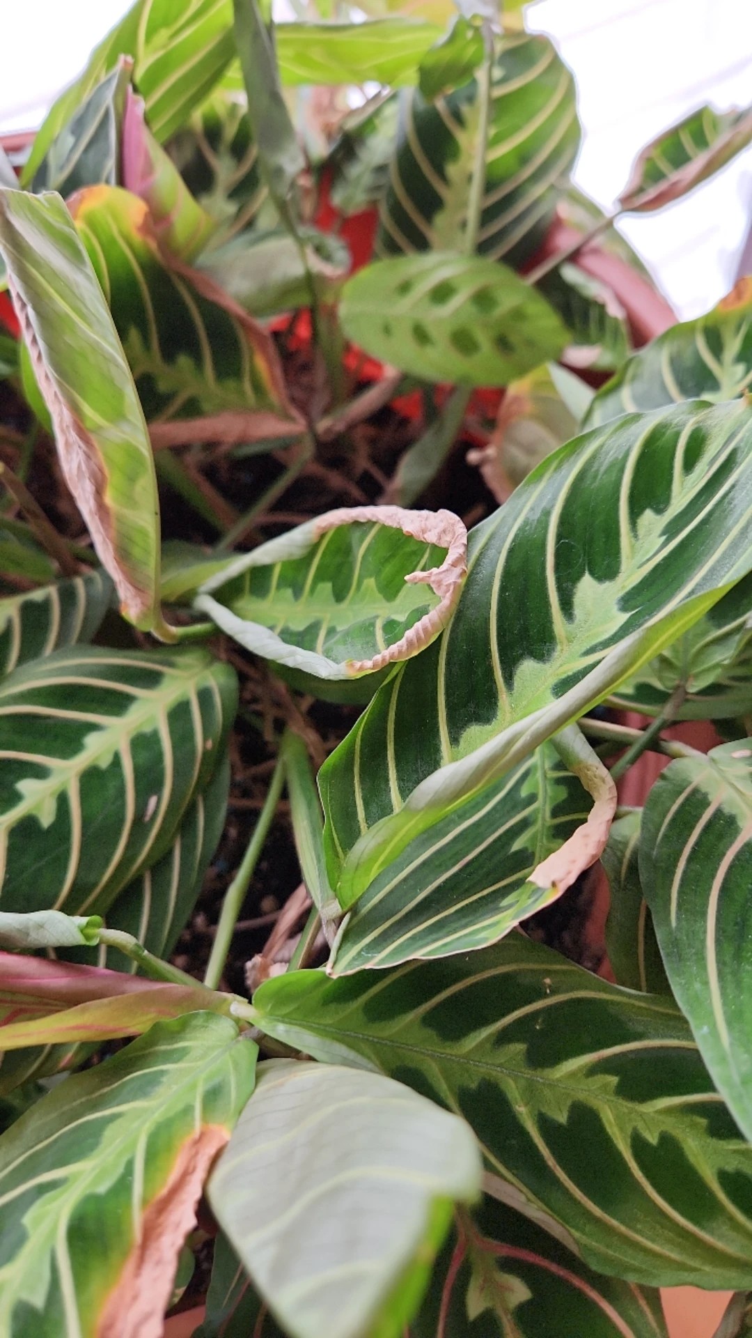 red emerald philodendron Philodendron erubescens