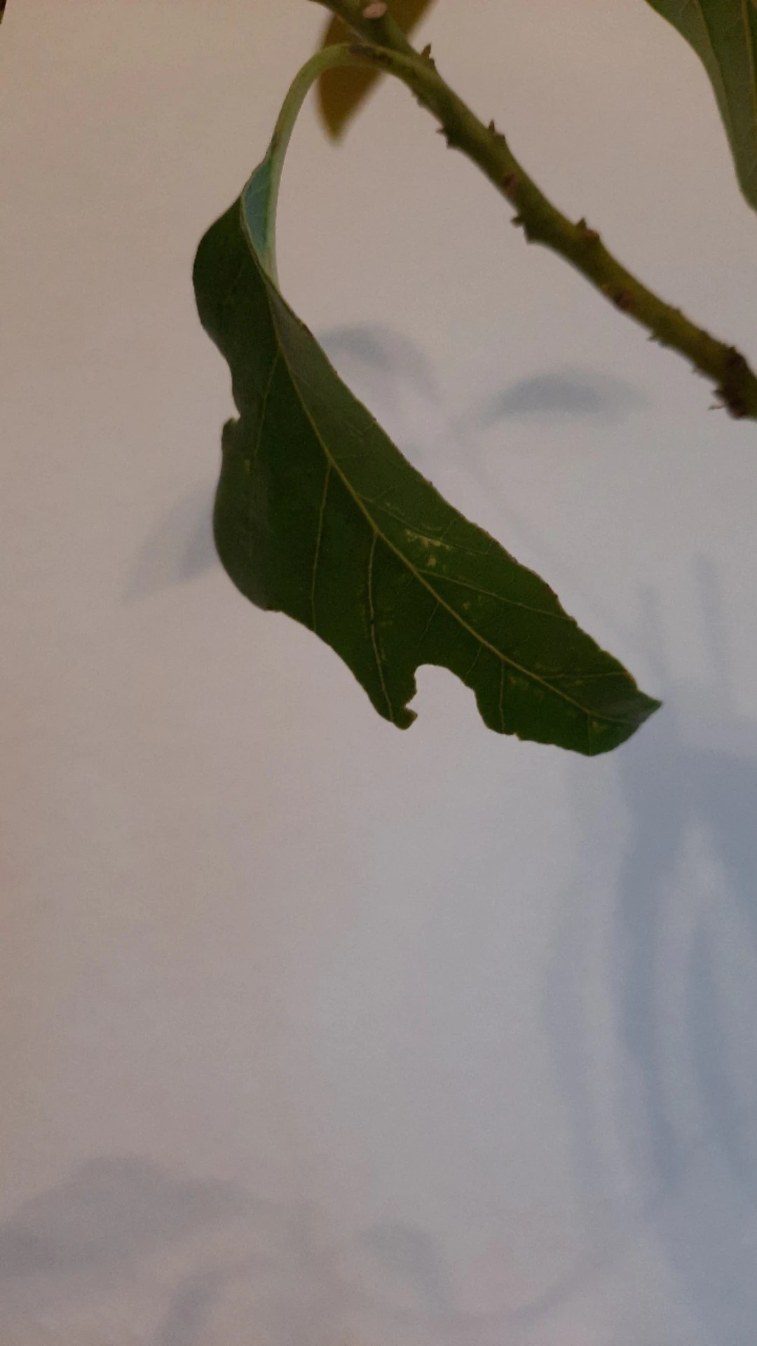 How to Treat Caterpillars Disease on Avocado?