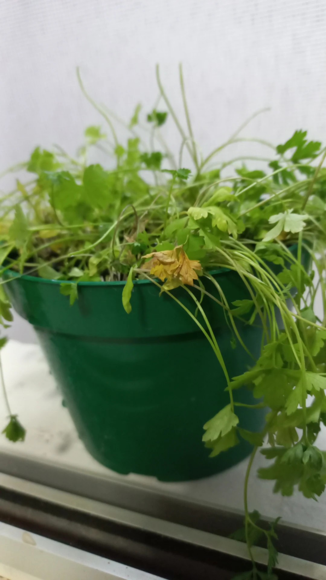 How to Treat Wilting Disease on Parsley?