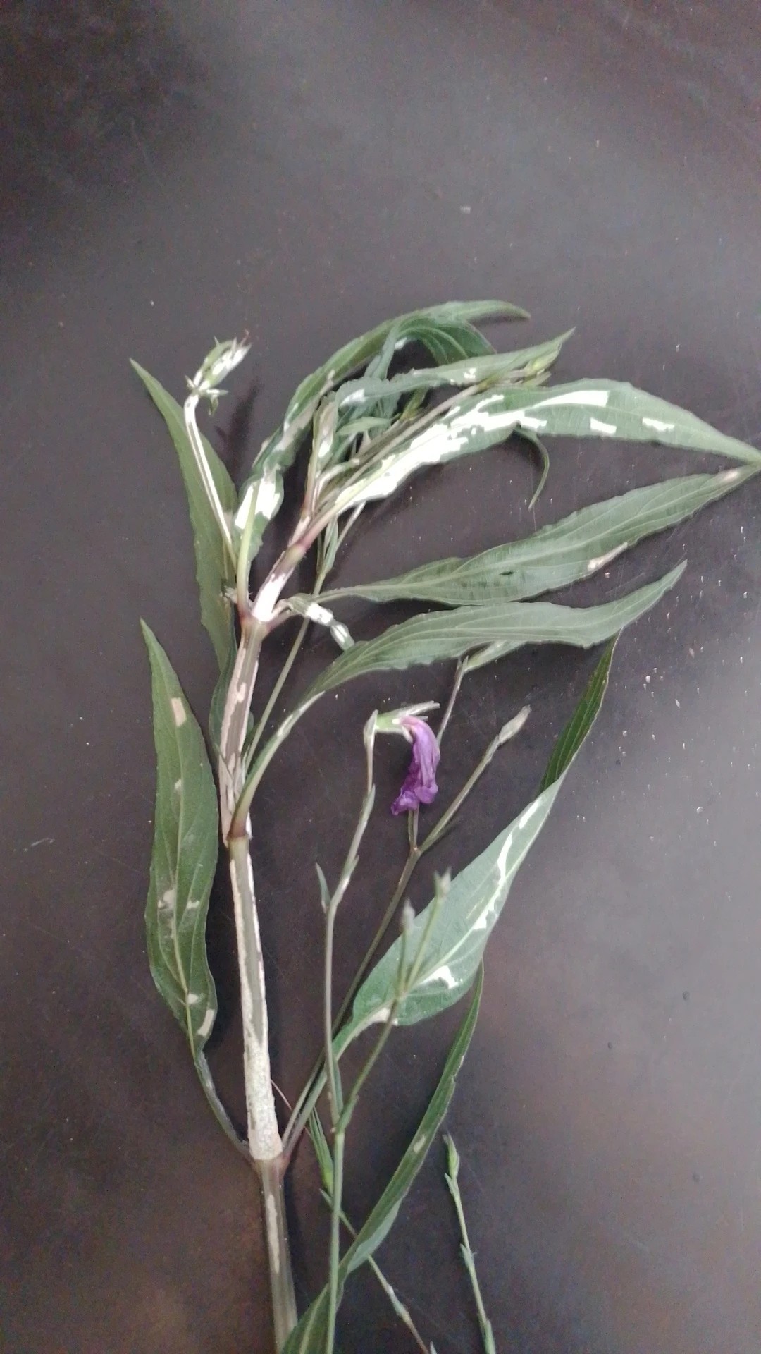 How to Treat Wilting Disease on Mexican petunia?