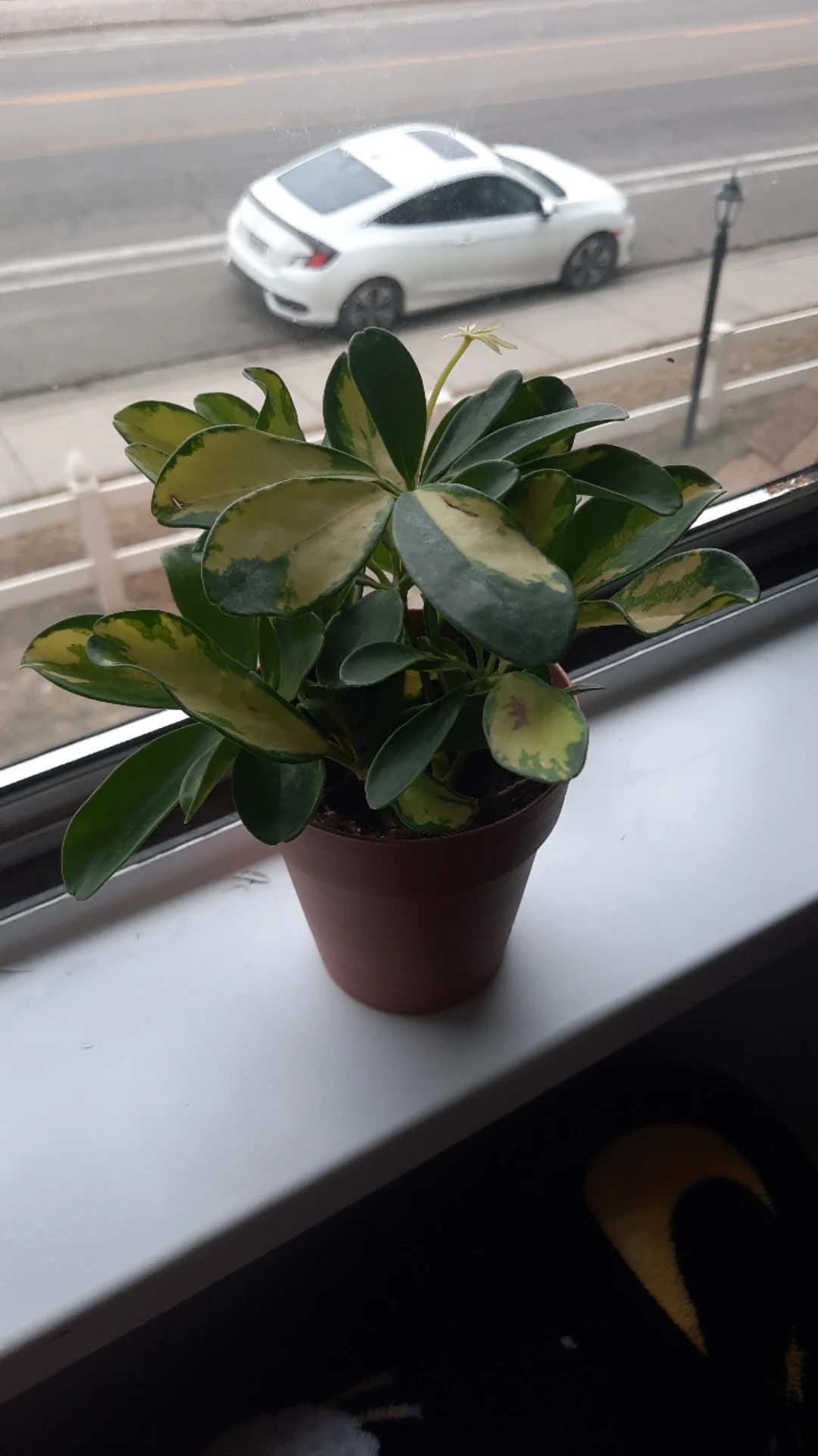 How to Treat Brown blotch Disease on Dwarf umbrella tree?