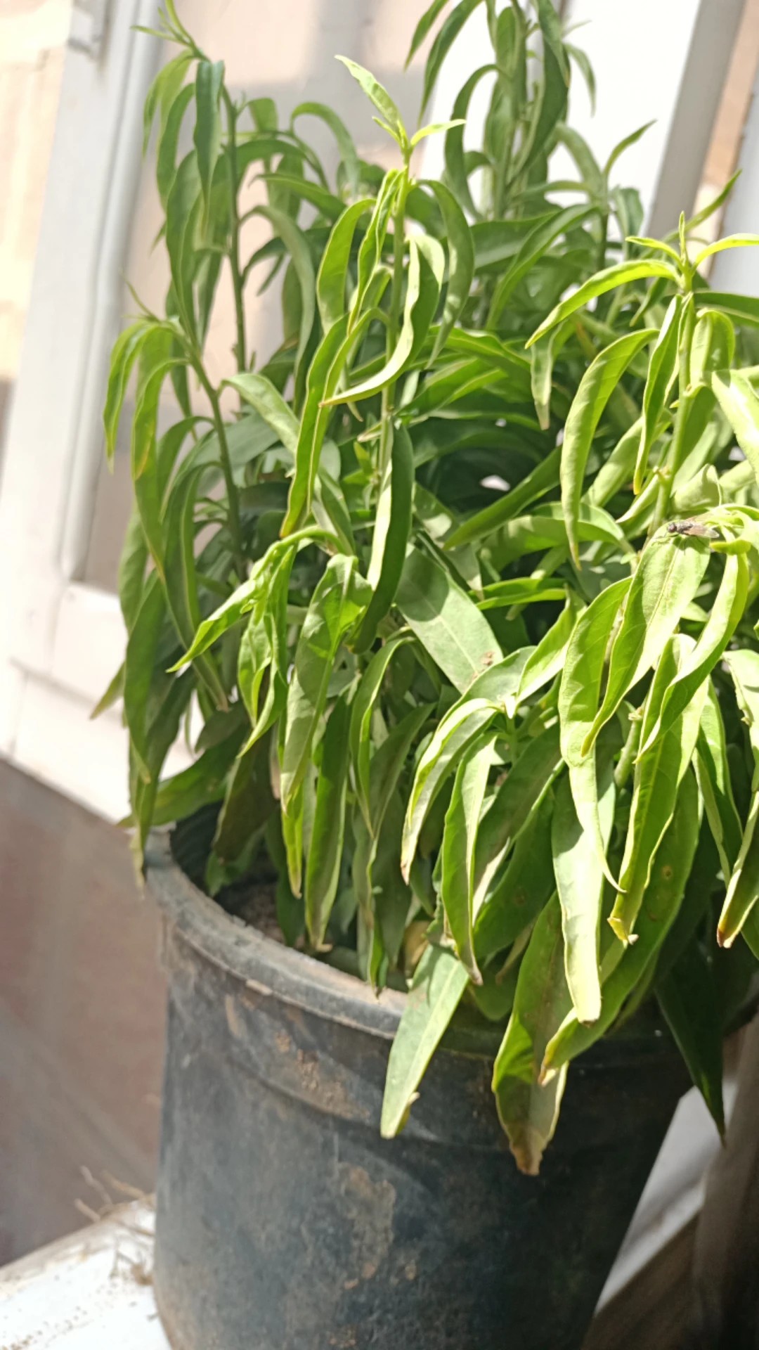 How to Treat Wilting Disease on Nightblooming jasmine?