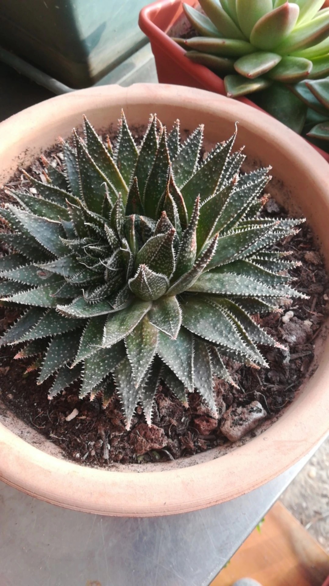 Wie man Grannen-Aloe anbaut und pflegt