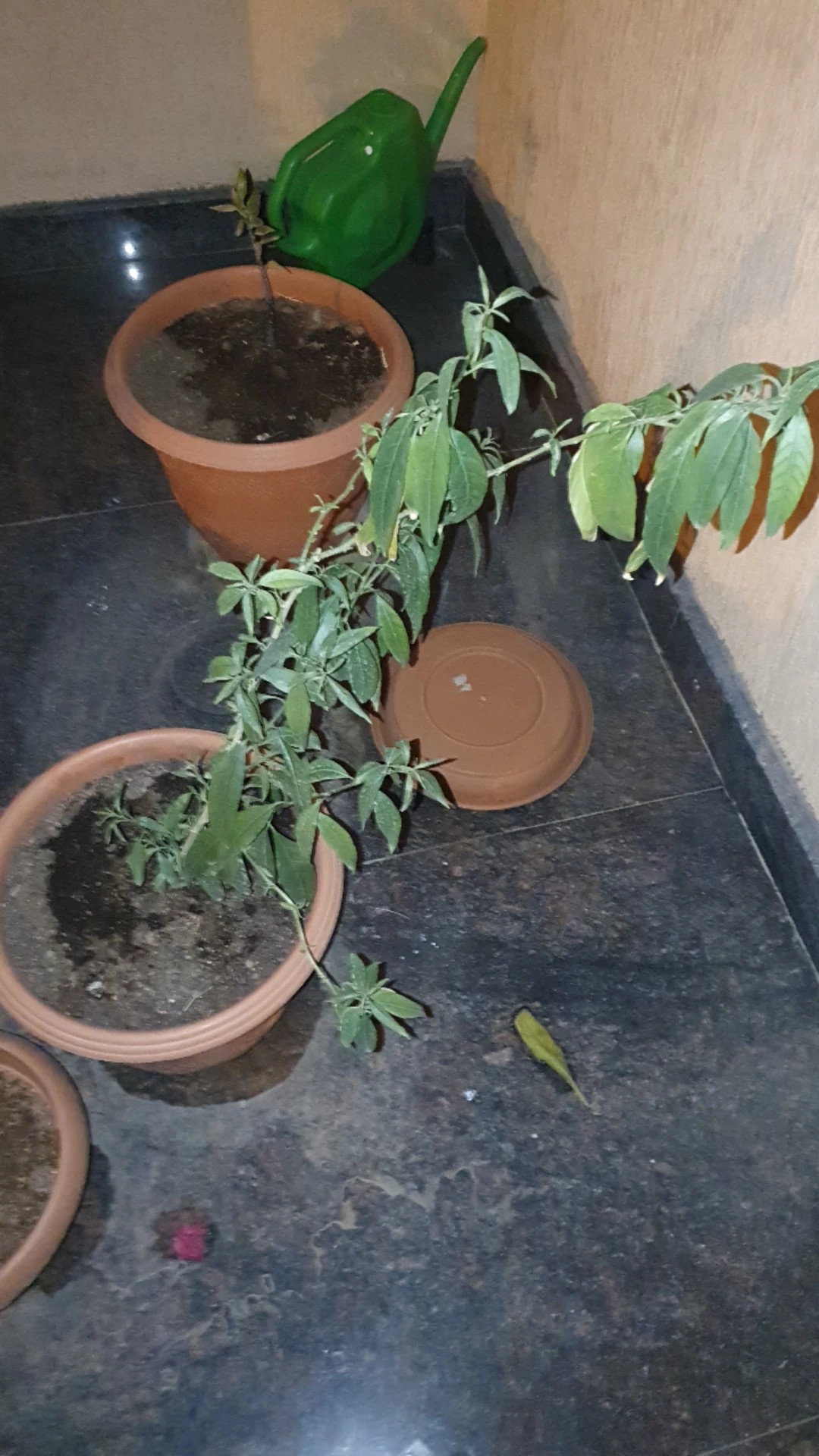 How to Treat Wilting Disease on Nightblooming jasmine?