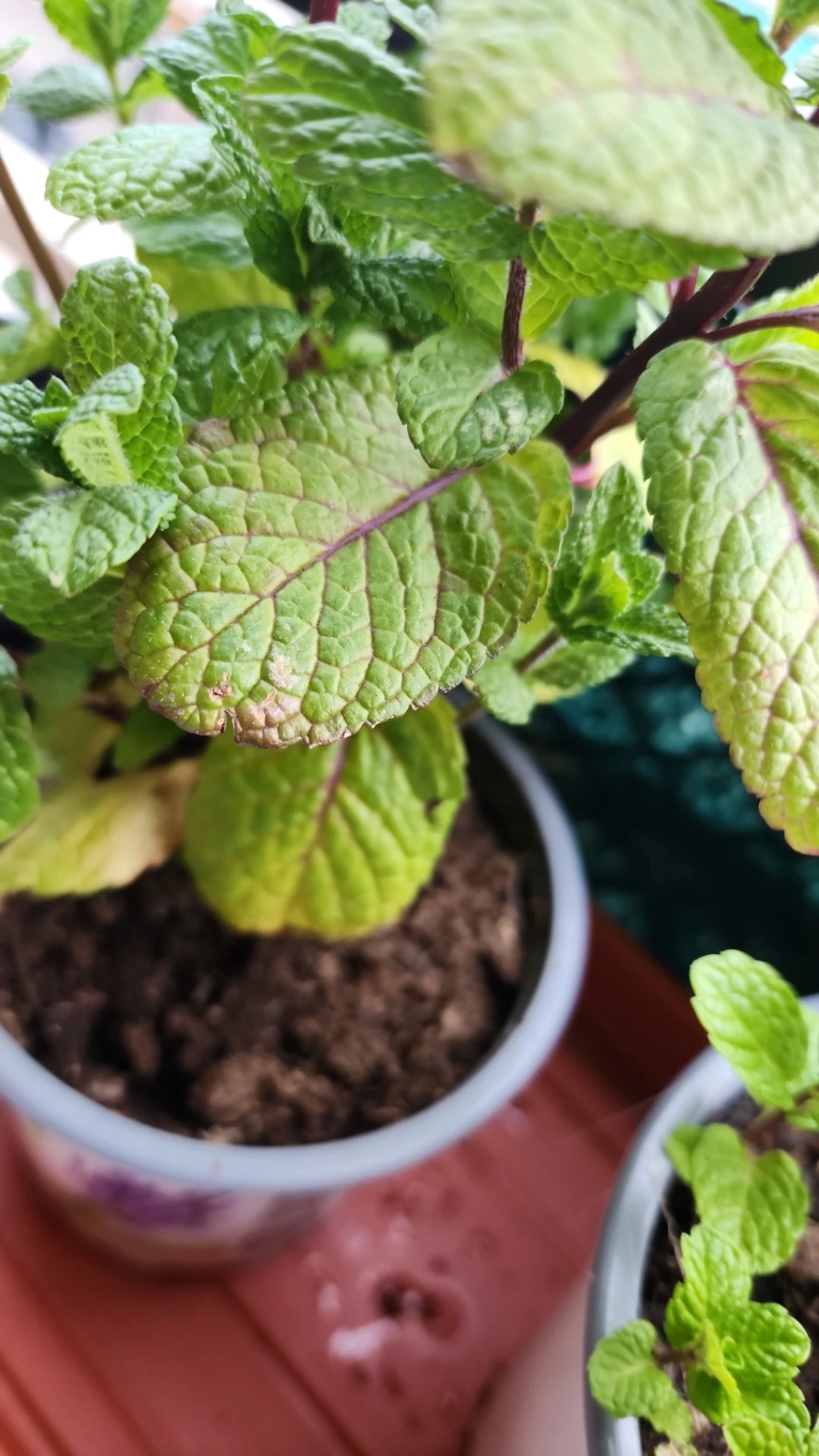 How to Treat Brown blotch Disease on Apple mint?