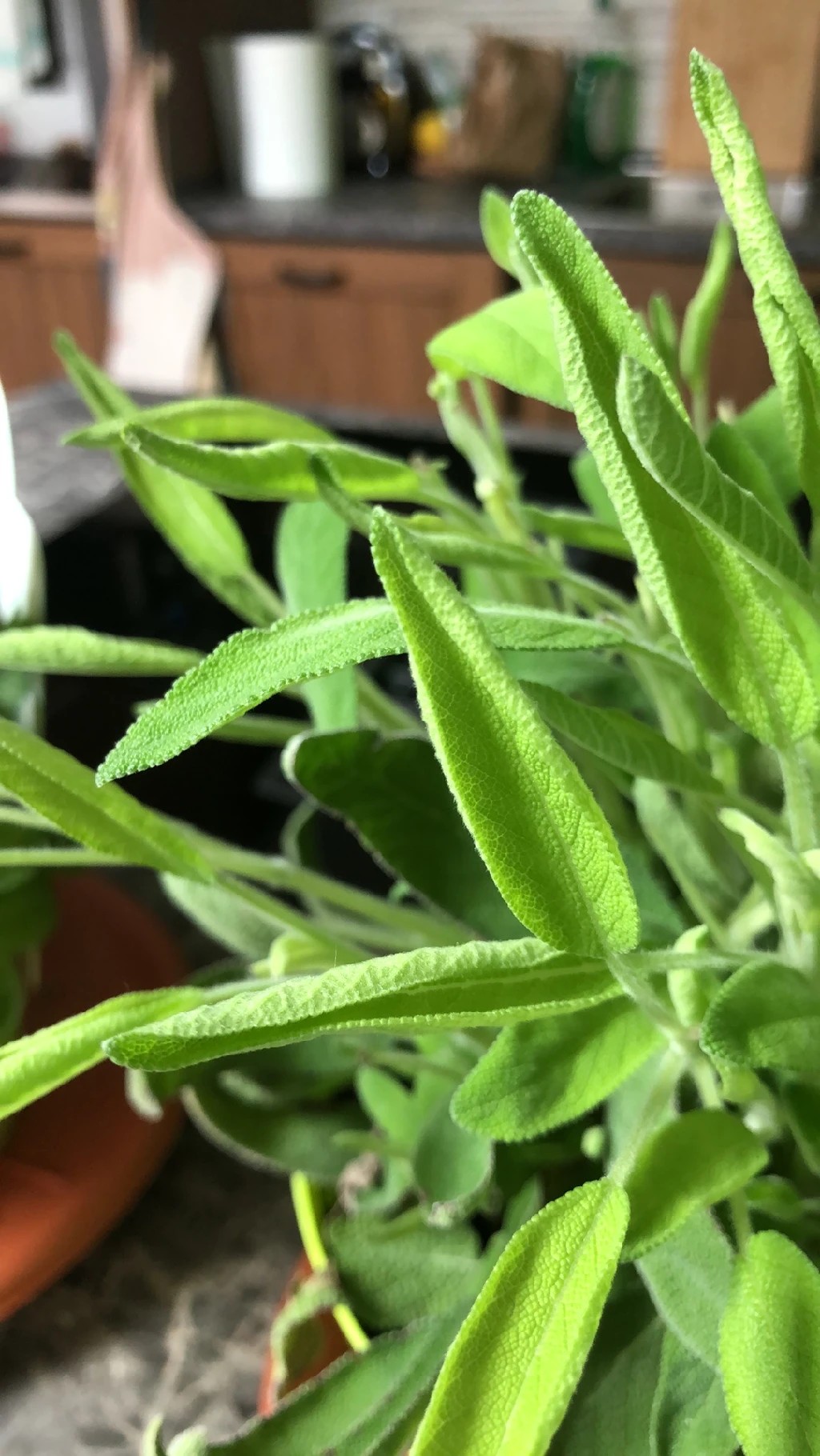 How to Treat Leaf rot Disease on Common sage?