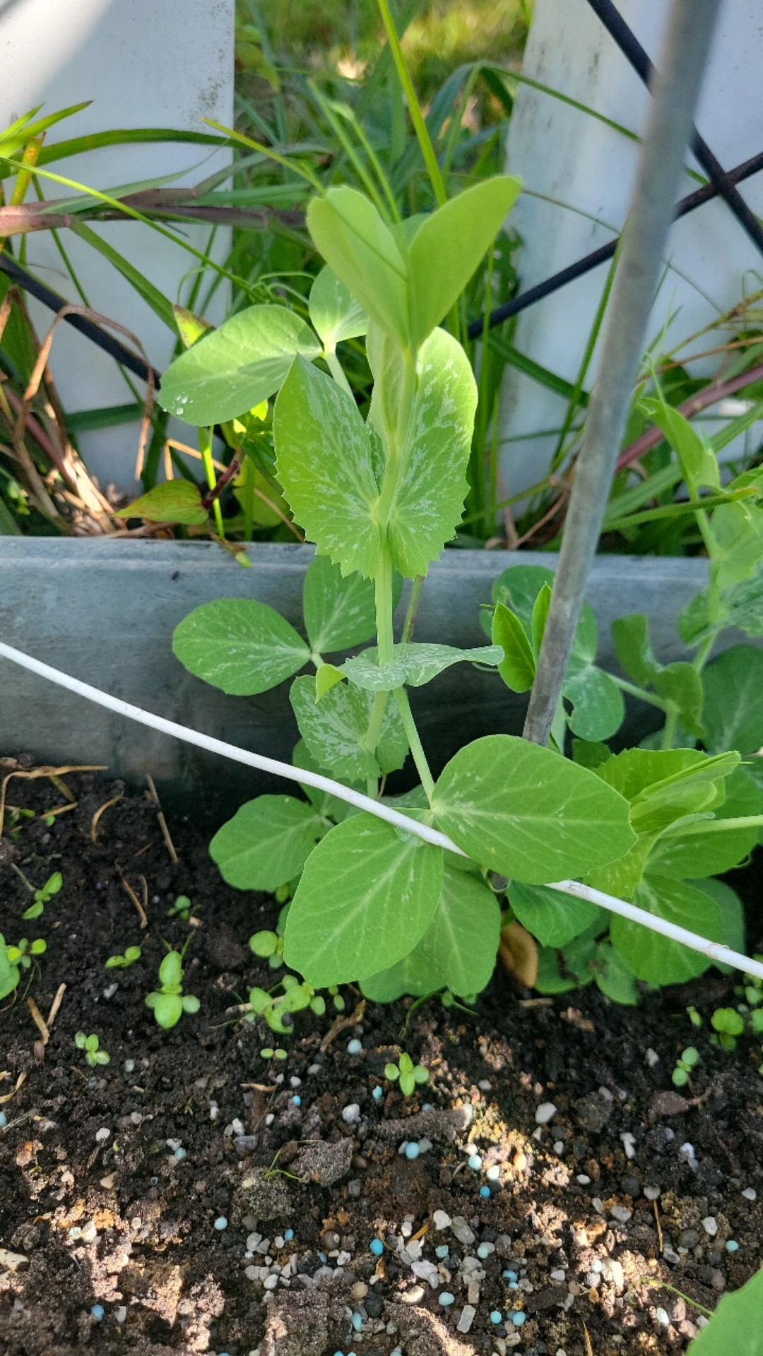 how-to-treat-caterpillars-disease-on-garden-pea