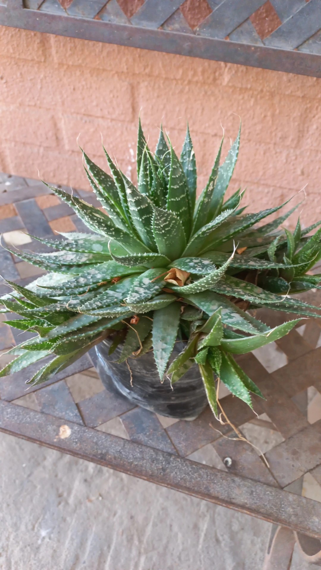 Wie man Grannen-Aloe anbaut und pflegt