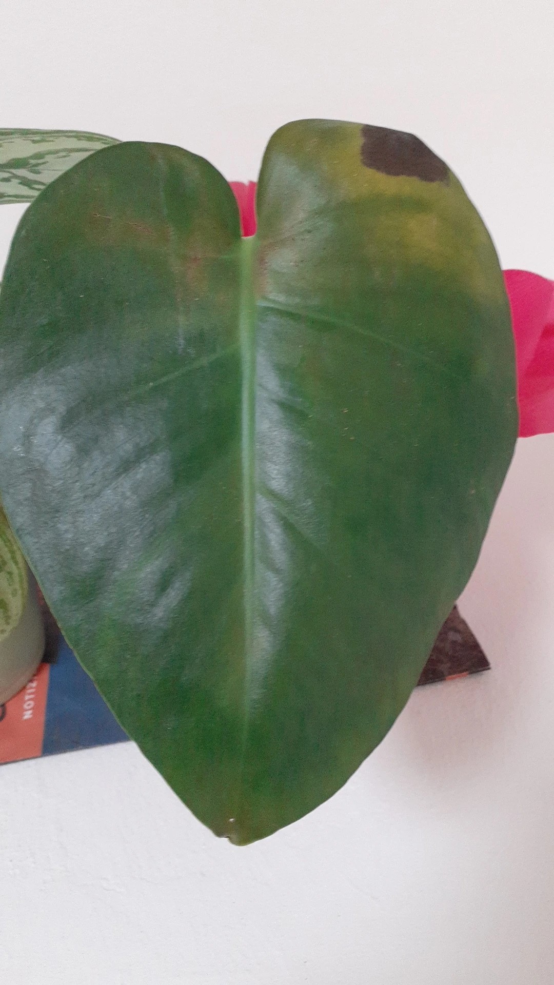 Cmo tratar la enfermedad Mancha negra en Monstera deliciosa?