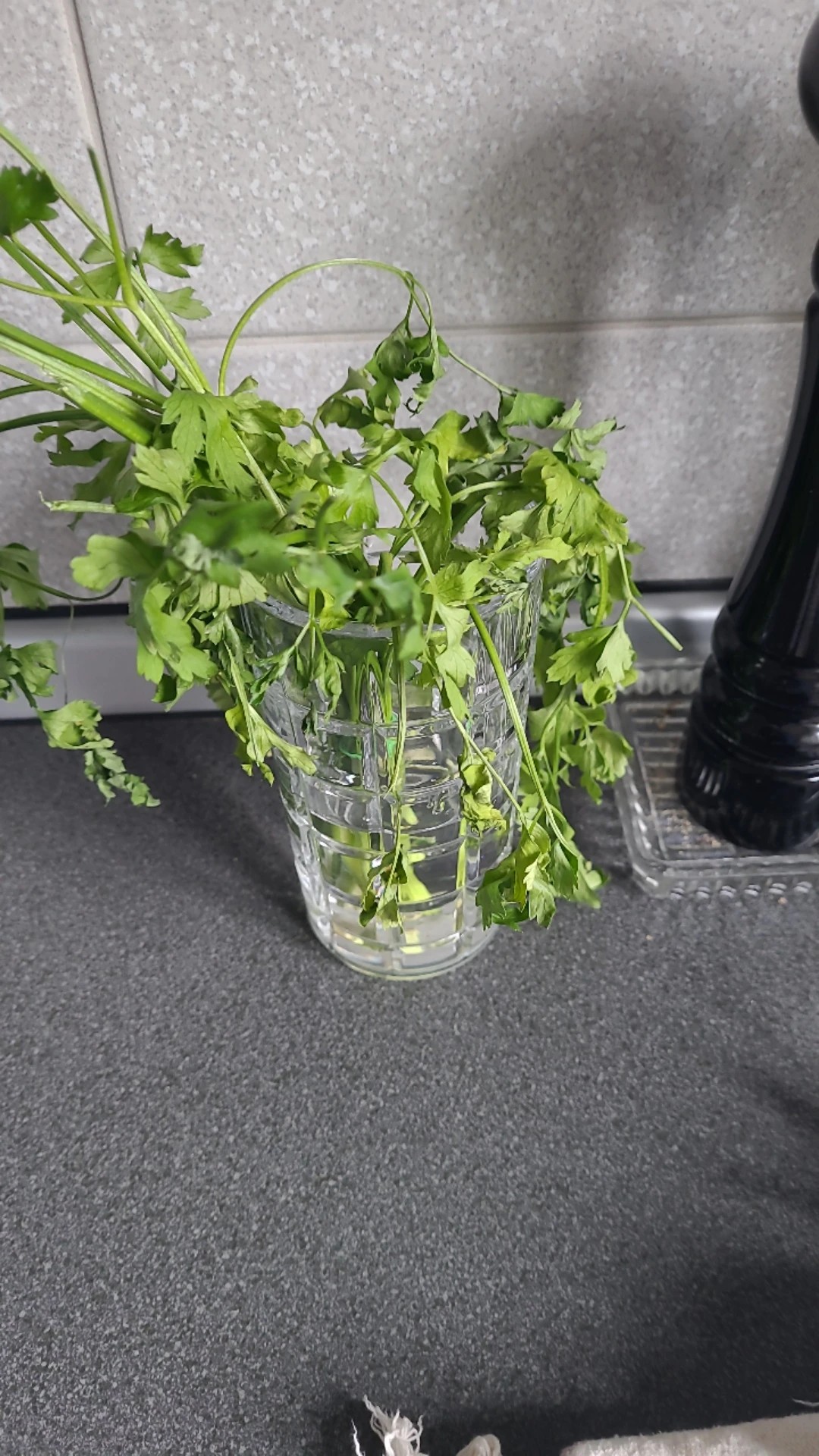 How to Treat Wilting Disease on Parsley?