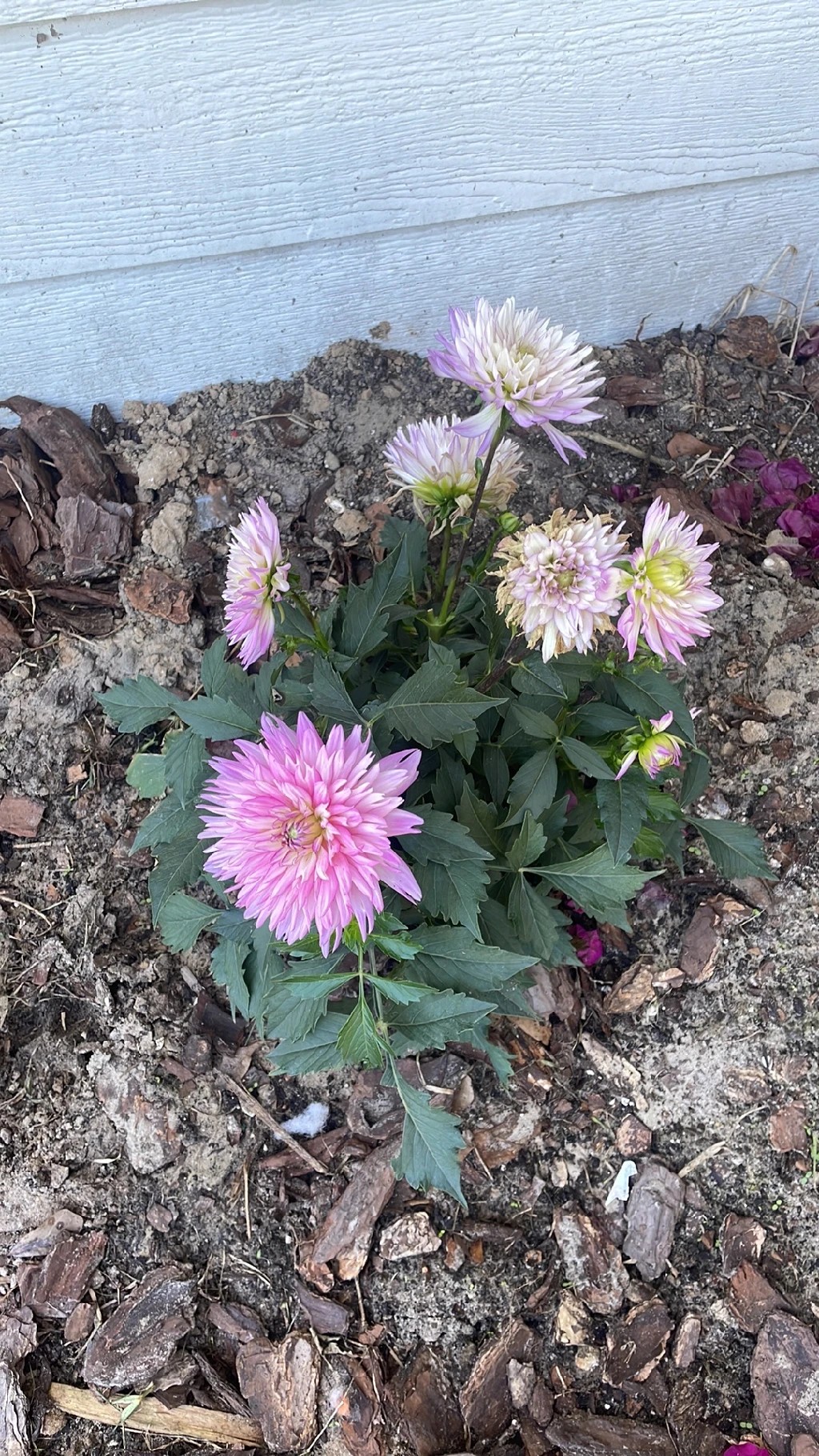 How to Treat flower wilting Disease on Garden dahlia?