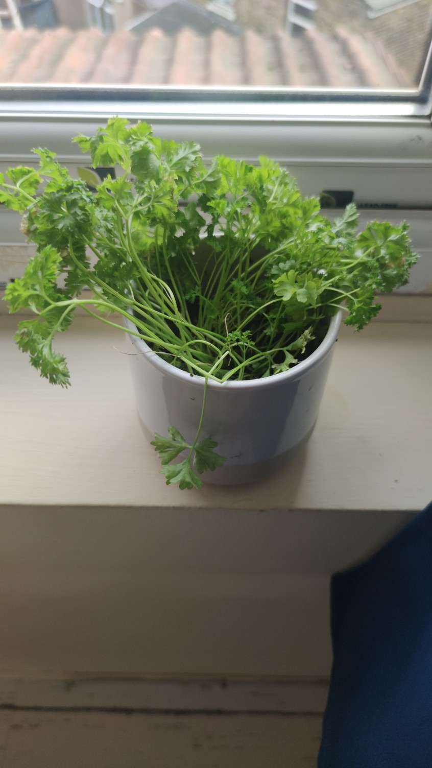 How to Treat Wilting Disease on Parsley?