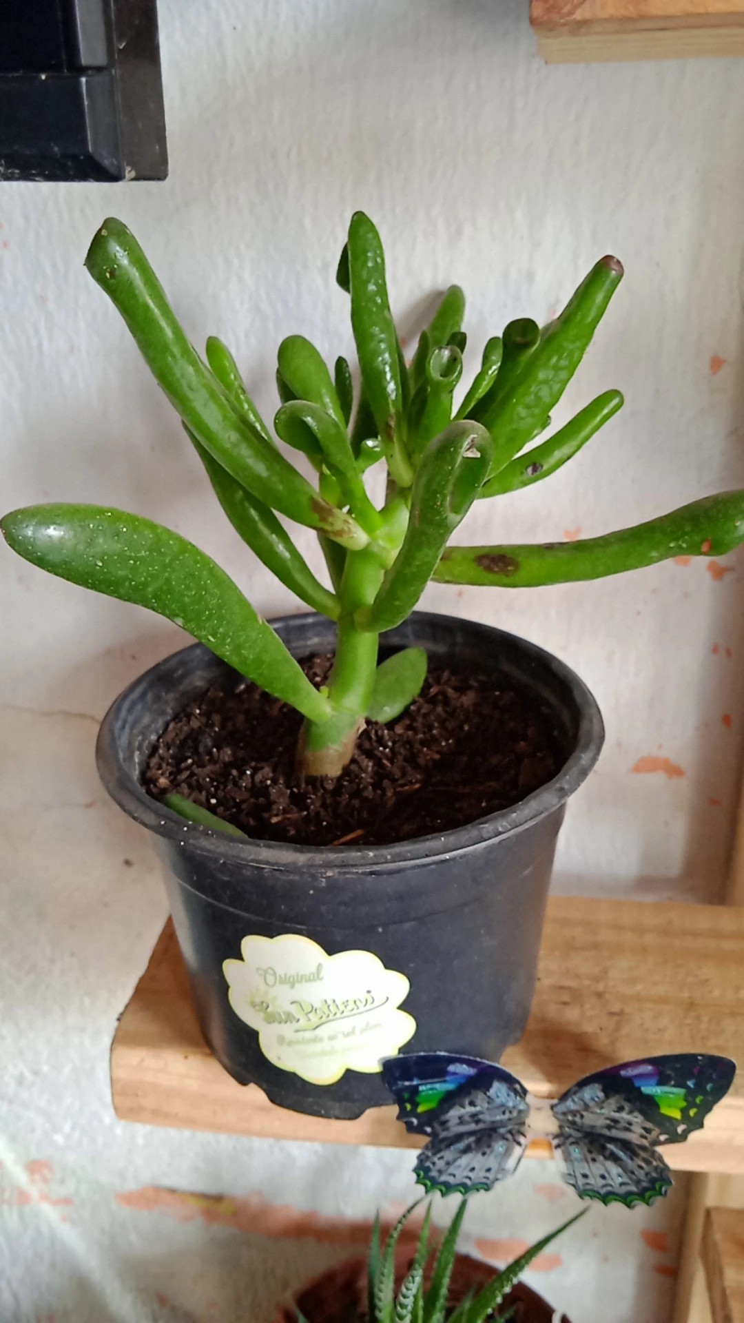 How to Treat Brown blotch Disease on Gollum jade?