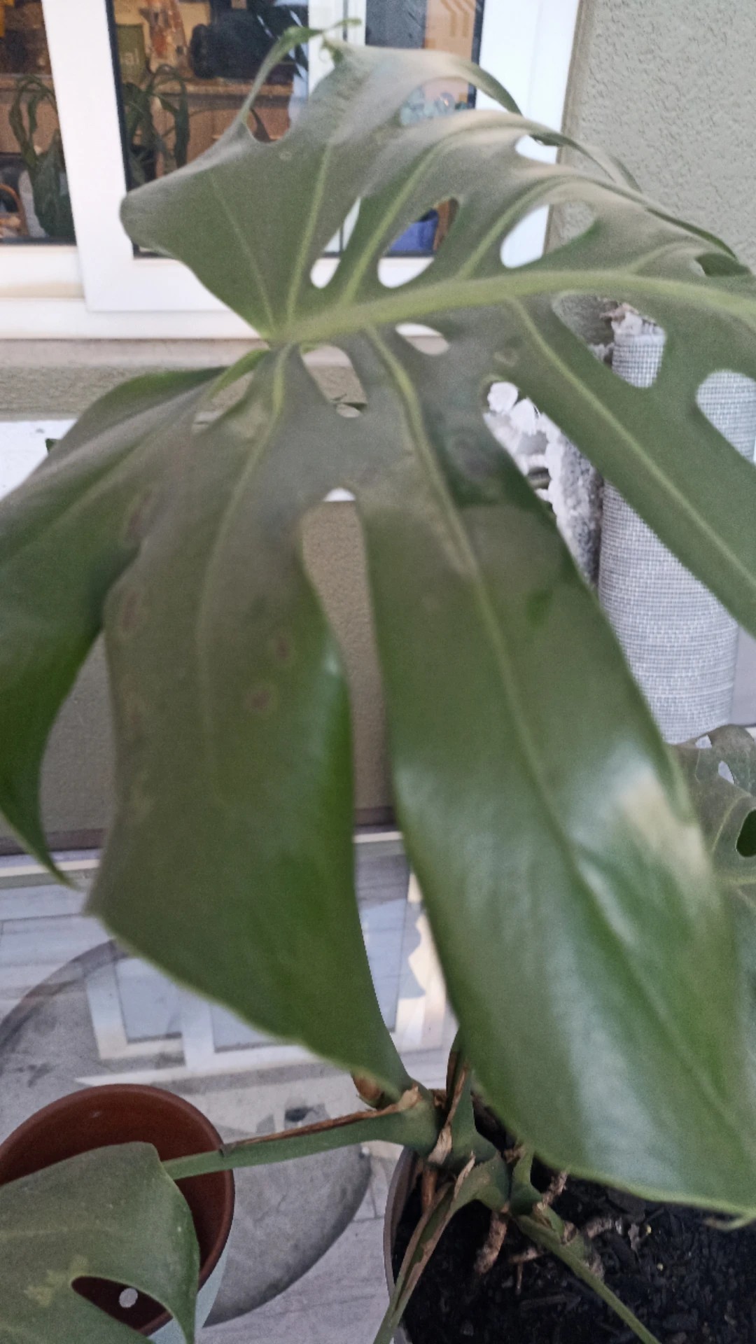 Comment traiter la maladie Tache noire pour Monstera ?