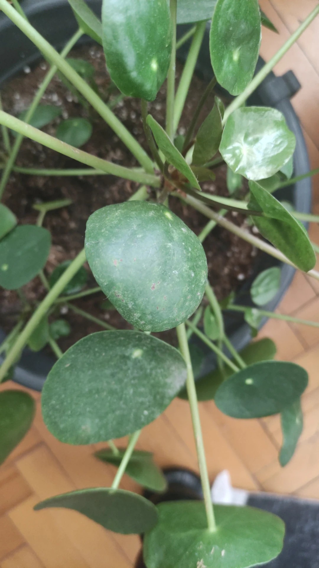 where to buy pothos Golden Pothos For Sale | Indoor Plants