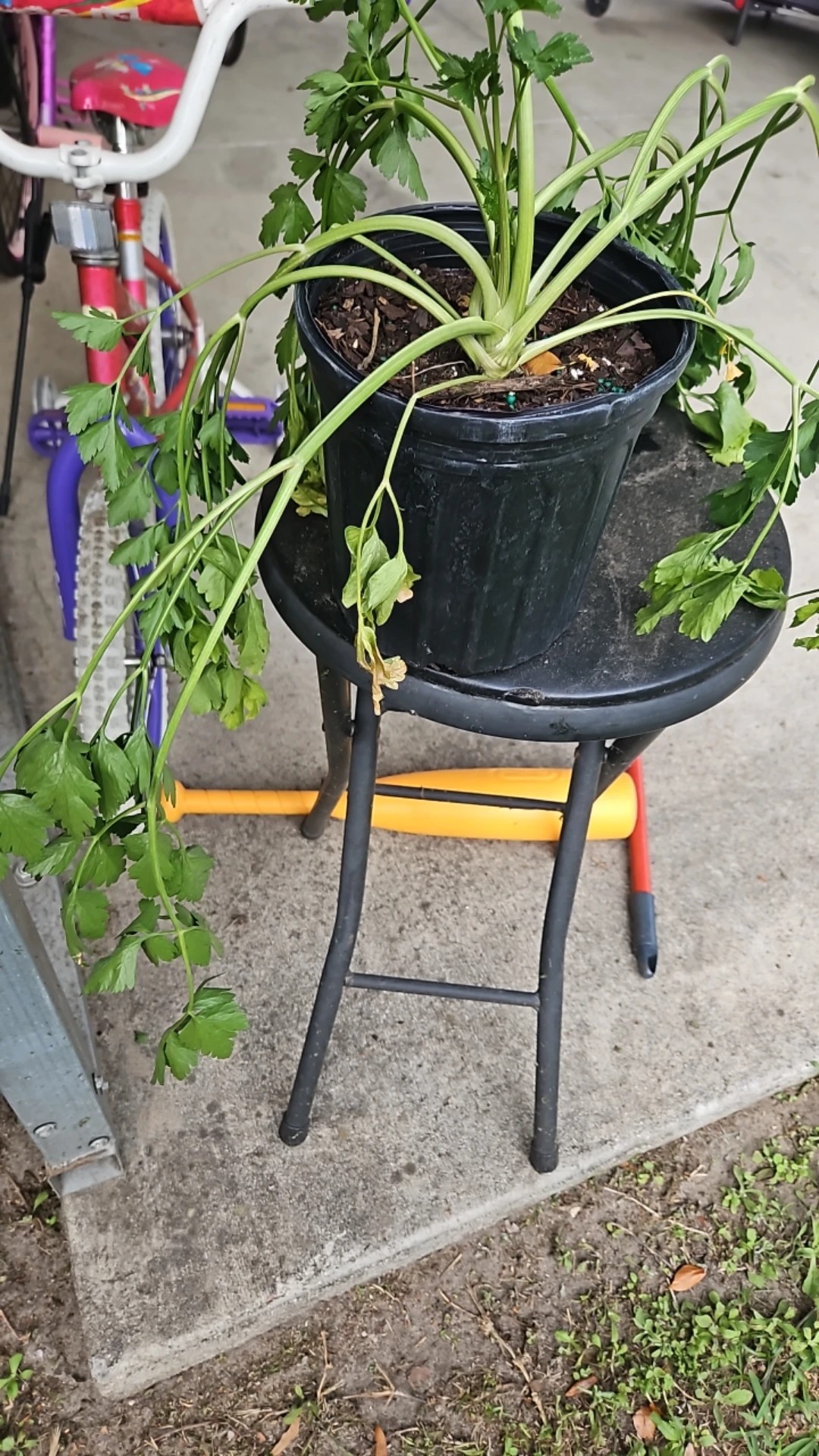 파슬리 키우고 돌보는 방법, image size:1080x1920