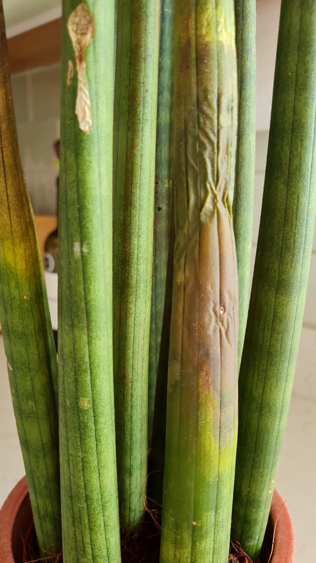 Wie behandelt man die Krankheit Blattfule bei Sansevieria cylindrica?